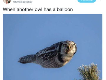 When Another Boy Has A Balloon Owl