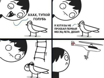 Тупой голубь