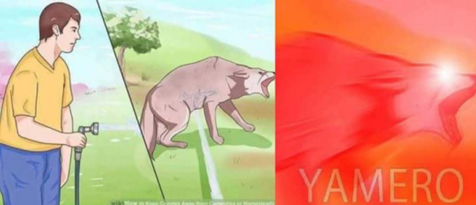 Yamero Dog