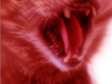 Yameroo - Cat