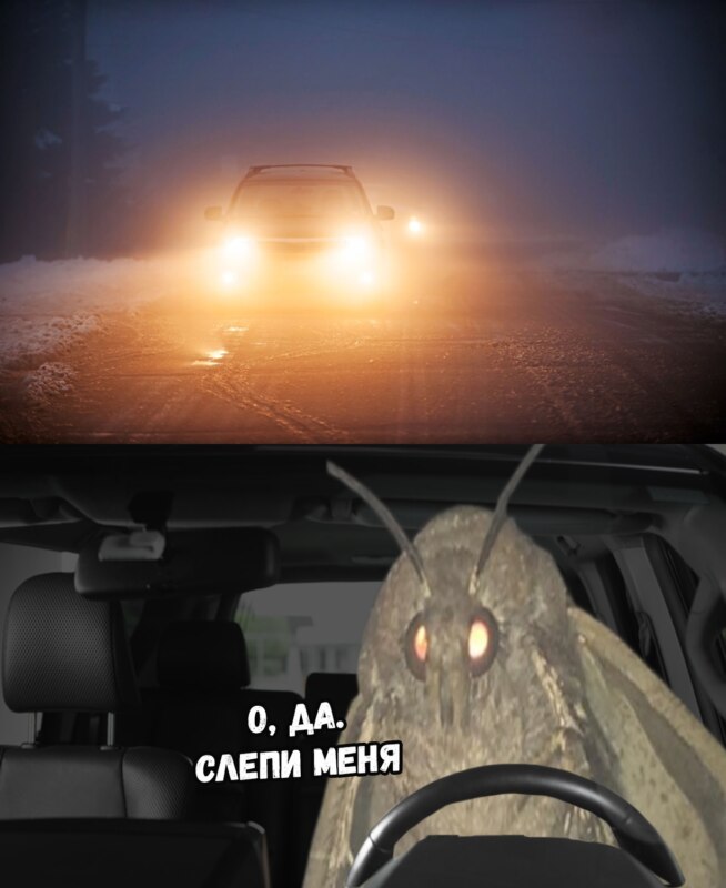 мем с молью