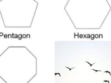 Птиц не существует