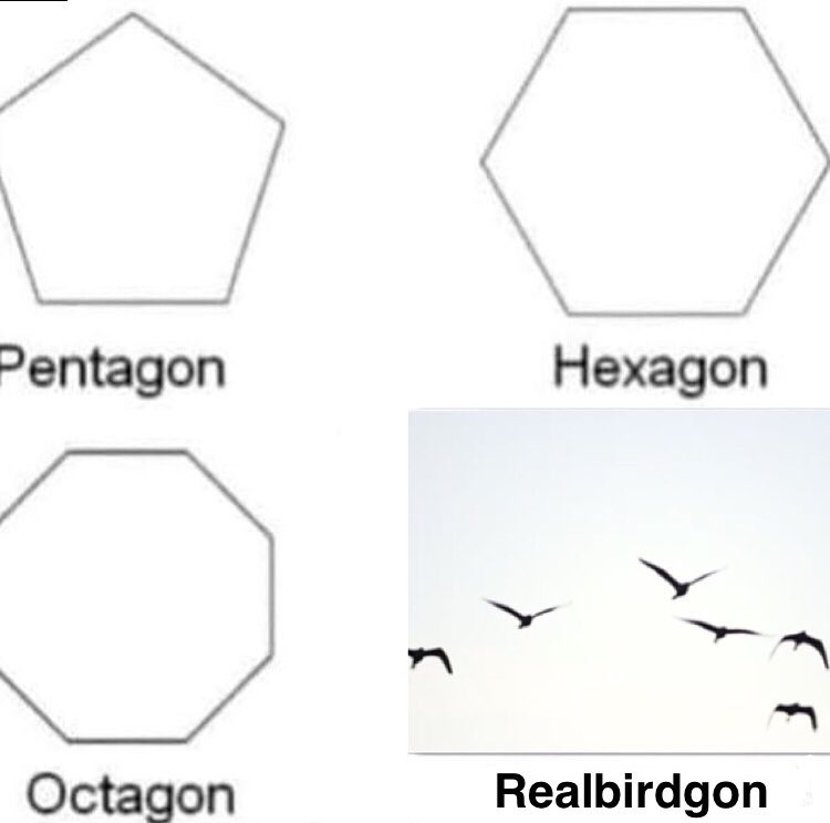 Птиц не существует