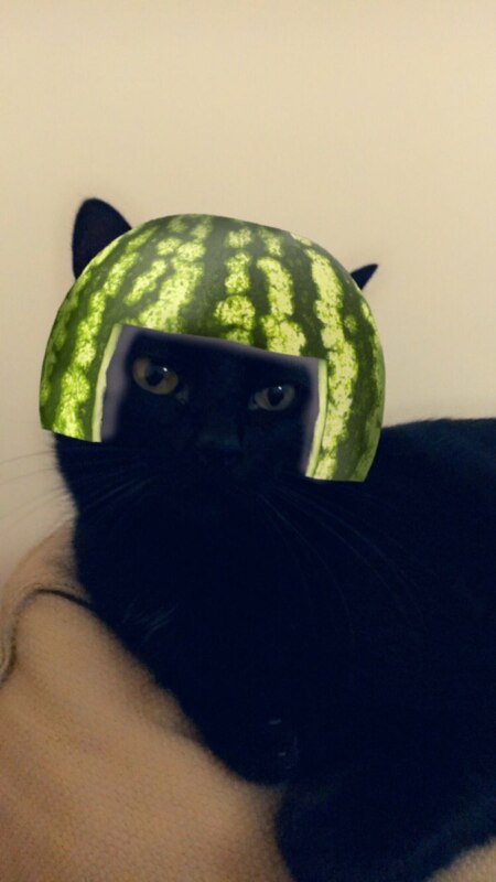 Кошачьи фильтры Snapchat