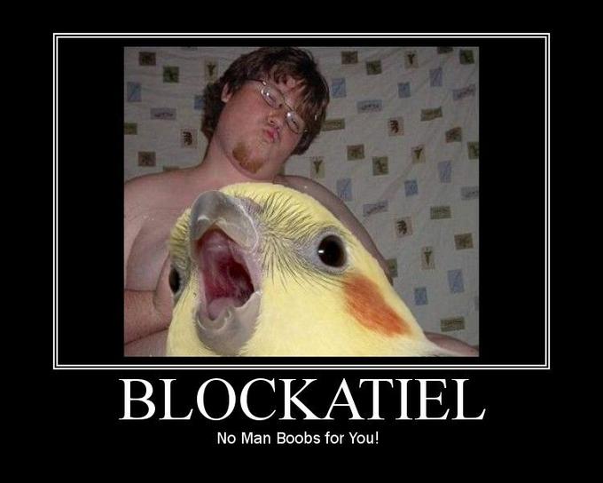 Blockatiel No Man Boobs For You