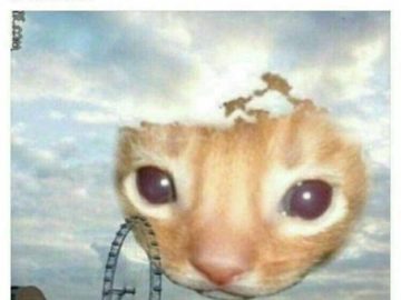 H-Hewwo Cat