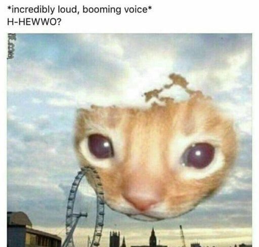 H-Hewwo Cat