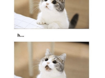 Hewwo Cat