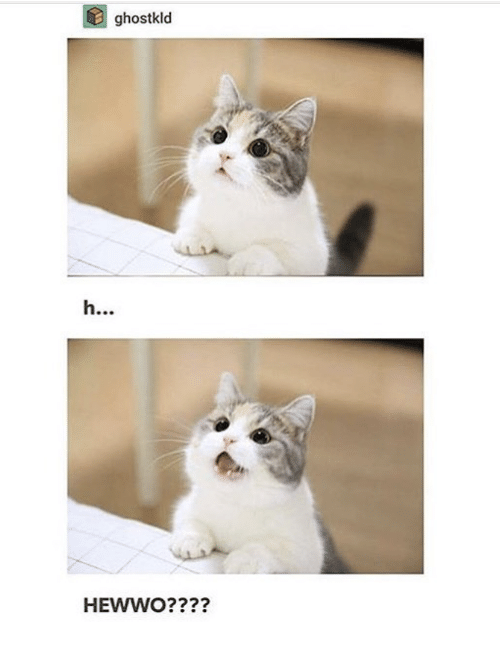 Hewwo Cat