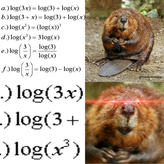 Бобёр и бревно