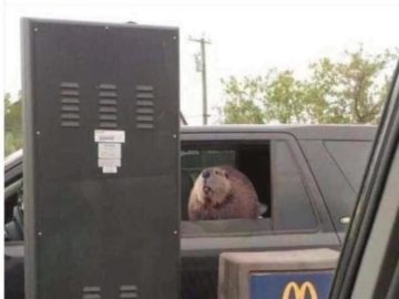 Бобёр и бревно
