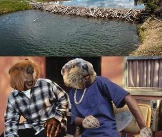 Бобёр и бревно