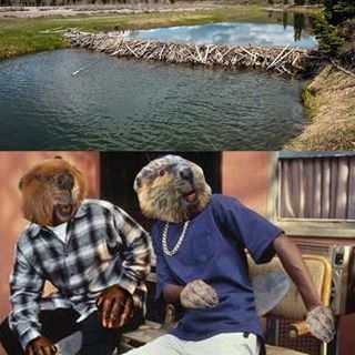 Бобёр и бревно