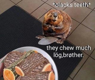 Бобёр и бревно