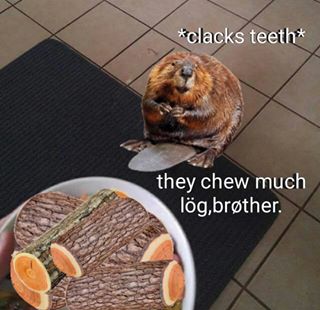 Бобёр и бревно