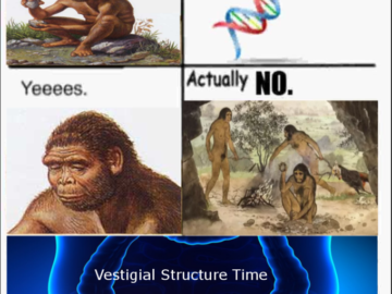 Evolution Can You Give Me Wings