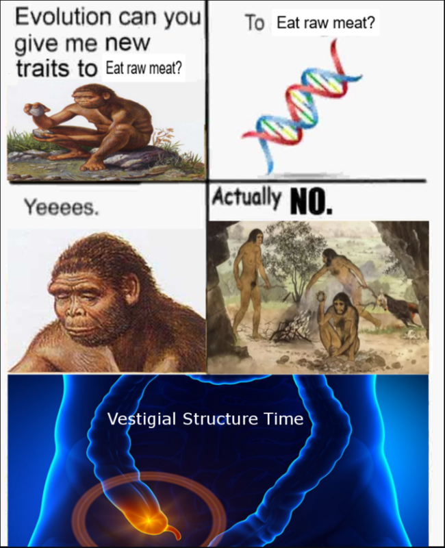 Evolution Can You Give Me Wings