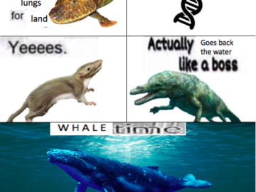 Evolution Can You Give Me Wings