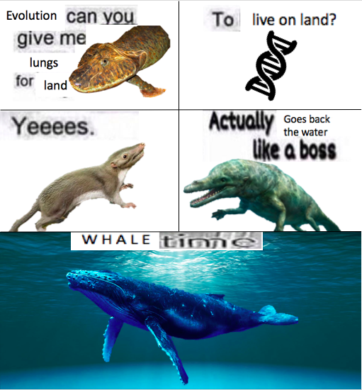 Evolution Can You Give Me Wings