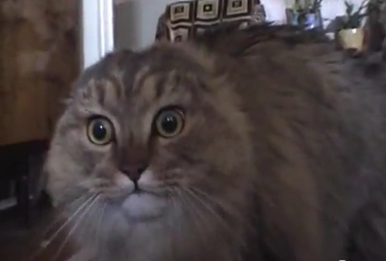 Умер котик No No No No