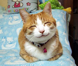 Nya Cat Face