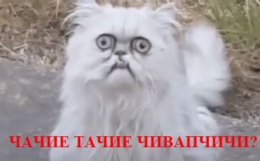 Страшный кот