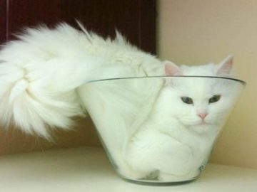Поместюсь - усядусь