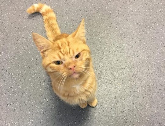 сурового кота Сола