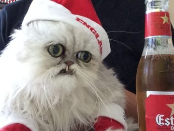 Страшный кот