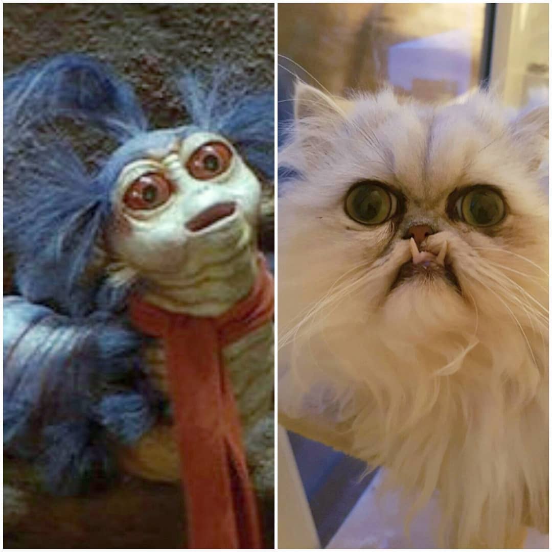 Страшный кот