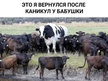 Большой бык Никерс