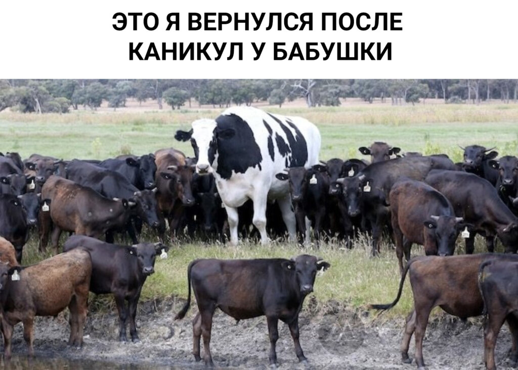 Большой бык Никерс