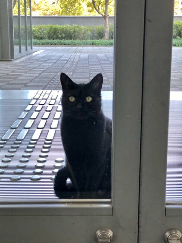 Коты в музее Коты в музее