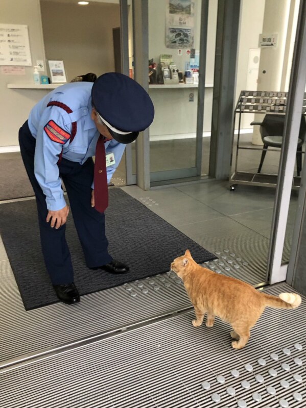 Коты в музее Коты в музее