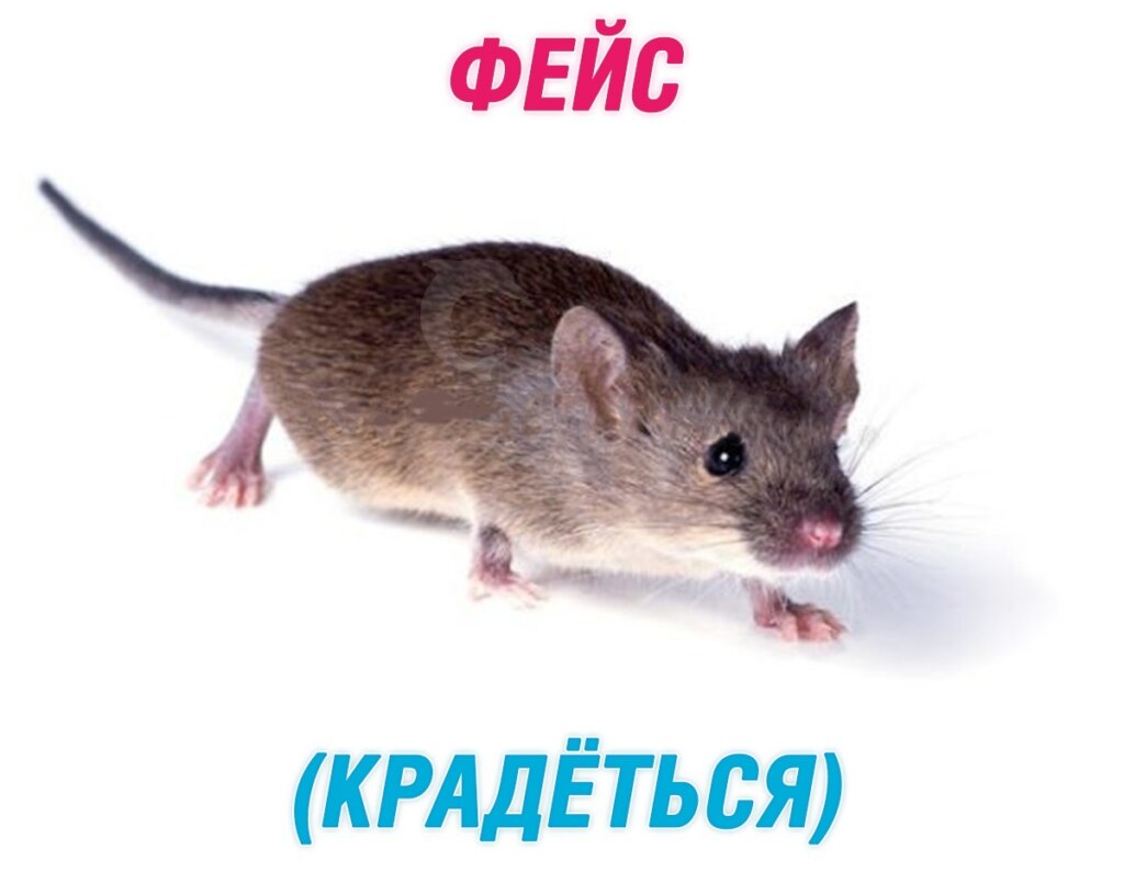 Фейс - крыса