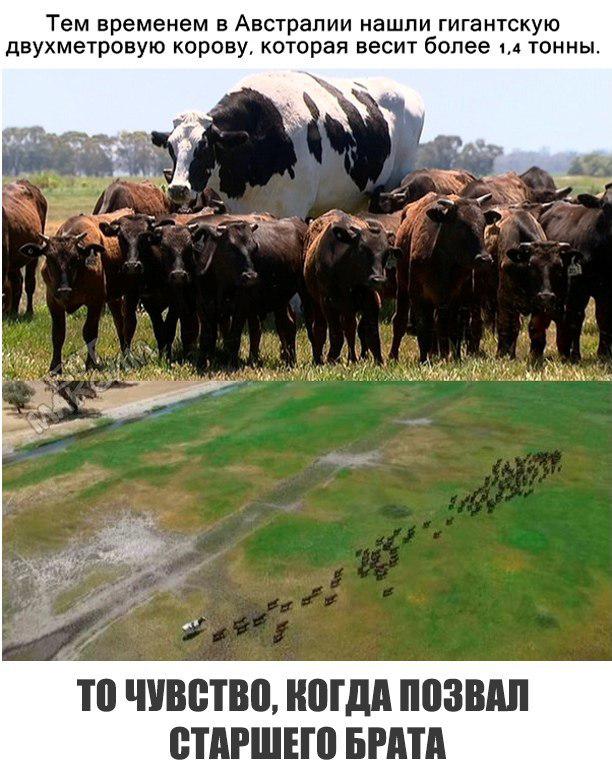 Большой бык Никерс