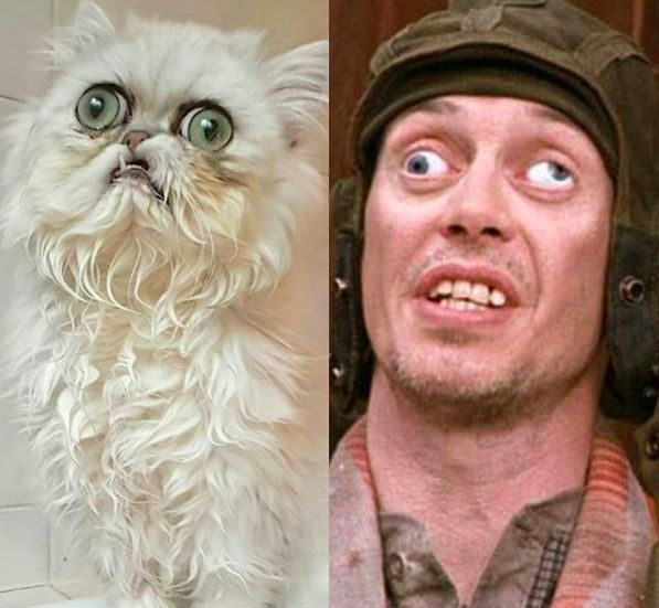 Страшный кот