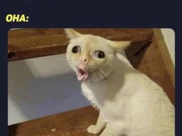 Кашляющий кот