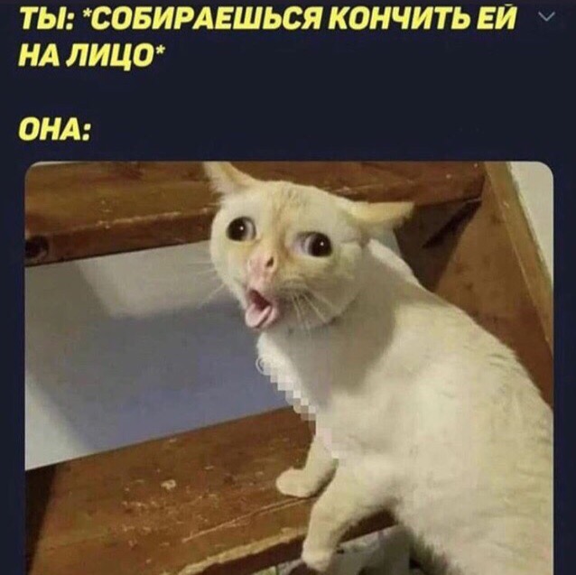 Кашляющий кот