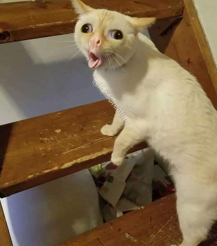 кот кашляет мем кот кашляет мем