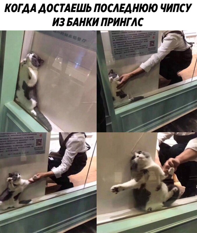 Кошка застряла мем