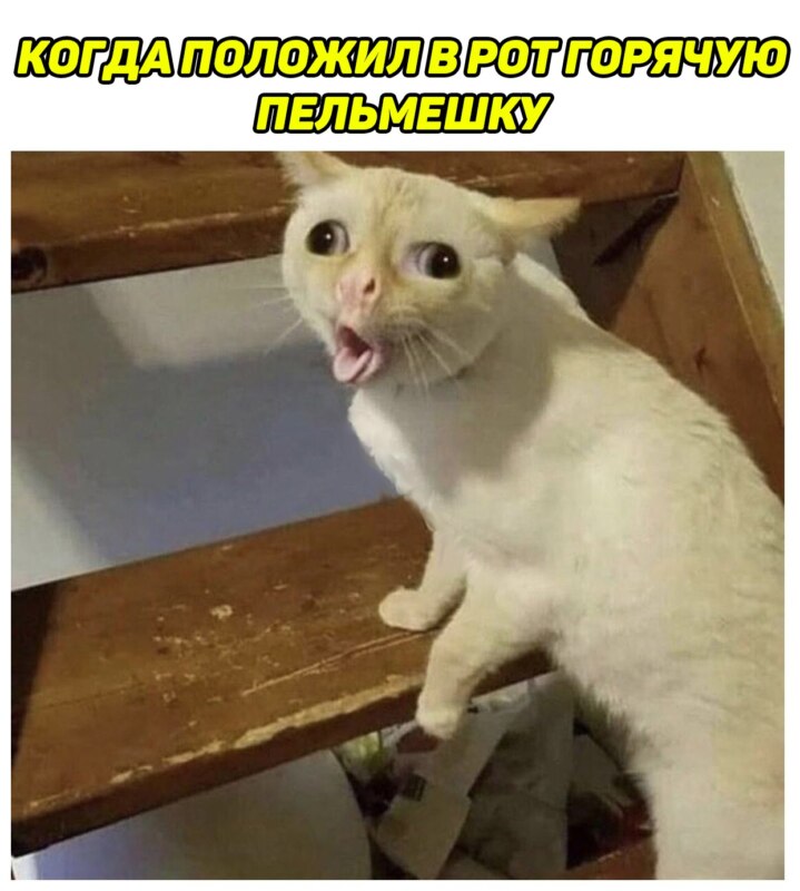 Кот с искривленным ртом мем