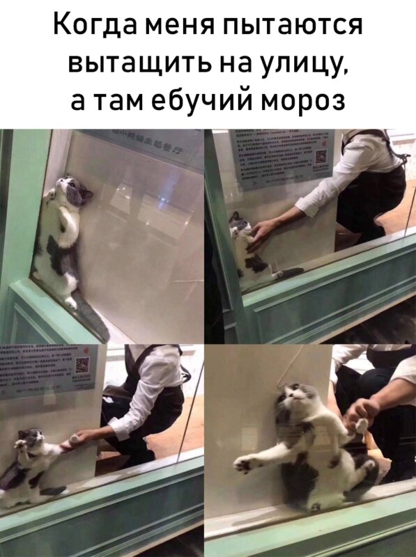 Кот в витрине