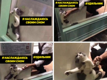 Кот застрял в оконной раме