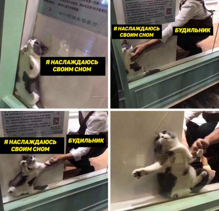 Кот застрял в оконной раме