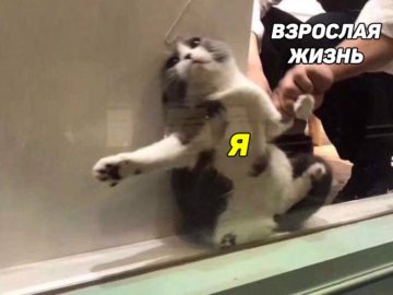 Кот застрял в оконной раме