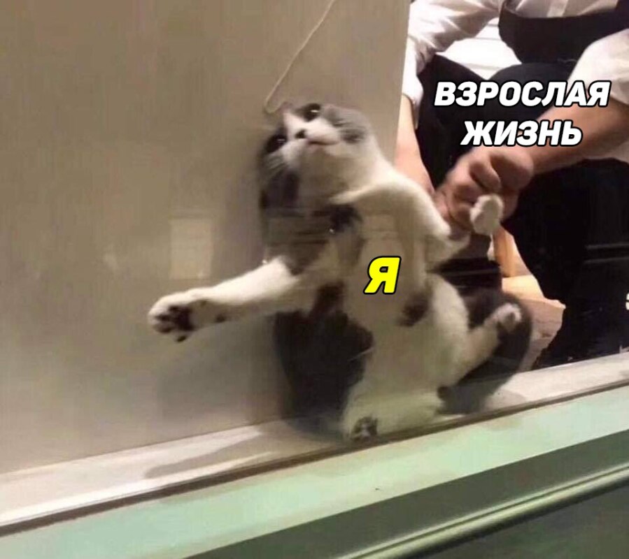 Кот застрял в оконной раме