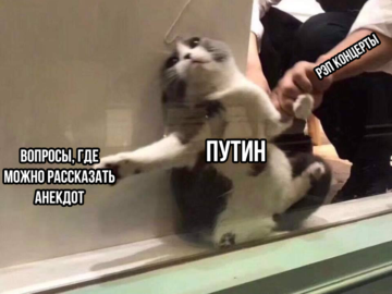 Кот застрял в оконной раме