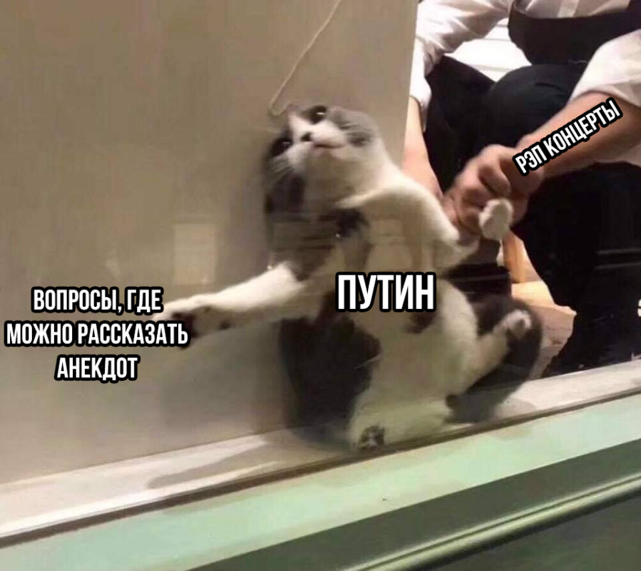 Кот застрял в оконной раме