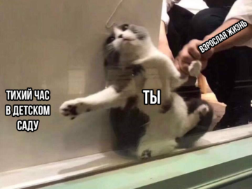 Кот застрял в окне мем